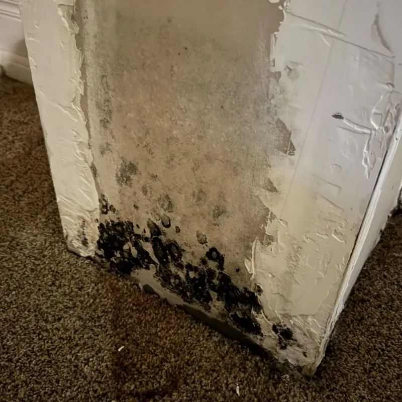Professional Mold Removal in Vandiver, AL